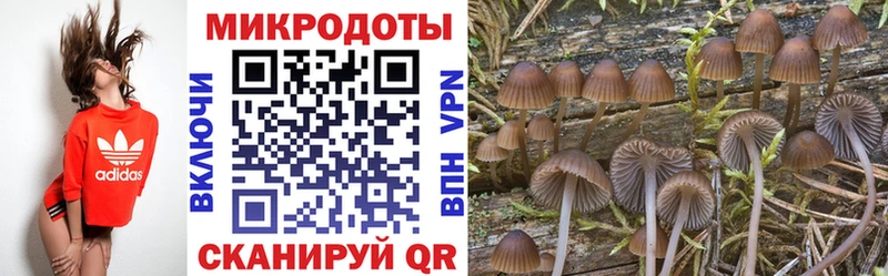 где продают наркотики  Каменногорск  Псилоцибиновые грибы Psilocybine cubensis 